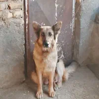 سگ ژرمن شیپرا