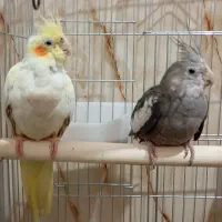 2تا عروس هلندی با قفس