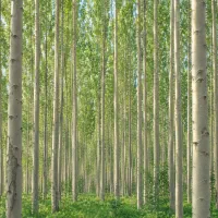 نهال صنوبر ترک ارسال رایگان بالای ۵۰۰۰عدد در همدان