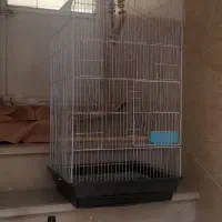 قفس کاسکو