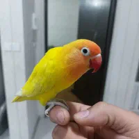 پرنده طوطی برزیلی دستی درجه یک|پرنده|اهواز, کوی رمضان|دیوار