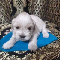 پاپی|سگ|فولادشهر, B9|دیوار