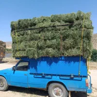 یونجه فروشی