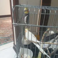 عروس هلندی( مولد)|پرنده|پاکدشت, پاکدشت (مامازند)|دیوار