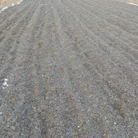 تخمه کانادایی پرمغز درجه یک دانه درشت