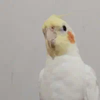 عروس هلندی با قفس