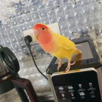 طوطی بریزیلی فول رام اهلی خاص