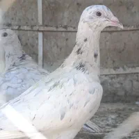 هفرنگ کبوتر