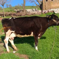 گاو هلشتاین دورگه