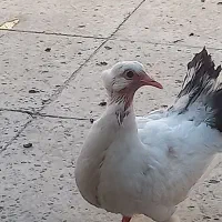 ۲ جفت کبوتر دم چتری انگلیسی|پرنده|مشهد, ولیعصر (شهرک غرب)|دیوار