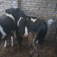 گوساله نر چاق