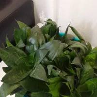 سانسوریا شمشیری سبز|گل و گیاه طبیعی|ارومیه, |دیوار