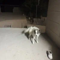 سگ گوسفندی|سگ|شیروان (خراسان), |دیوار