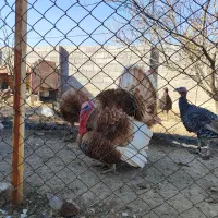 پنجاه عدد بوقلمون نر و ماده