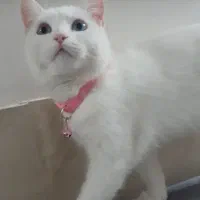 گربه سفید دورکه|گربه|مشهد, هفده شهریور|دیوار