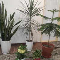 ۶ عدد گل و گلدان اپارتمانی  مشخصات نوشتم