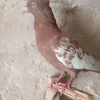 کبوتر|پرنده|شیراز, دست خضر|دیوار