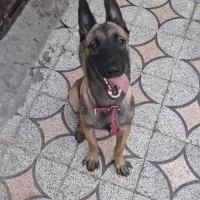 سگ مالینیوز