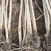 ـ فروش تمام رقم های گردو|خدمات باغبانی و درختکاری|سقز, |دیوار