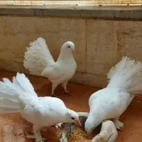 کبوتر دم چتری آمریکایی|پرنده|اصفهان, روشن‌دشت|دیوار