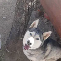 سگ هاسکی|سگ|مود, |دیوار