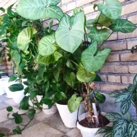 گل پتوس ، دیفن گندمی و ...|گل و گیاه طبیعی|اندیمشک, |دیوار