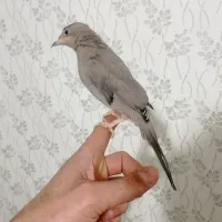 قناری .قنار