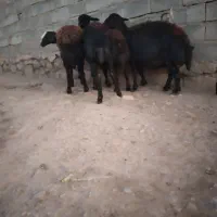 فروش چهار راس گوسفند قرقزل دوتاش شیشک دوتاش میش|حیوانات مزرعه|کنگاور, |دیوار