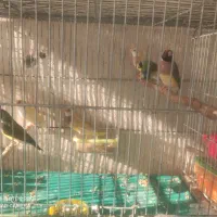 فنچ گلدین نر و ماده