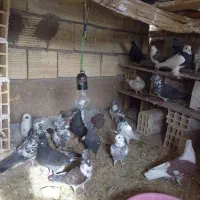 کبوتر به سورت عمده|پرنده|اردکان, |دیوار