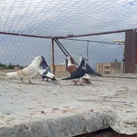 ۶عدد کبوتر پرشی جفتی1200