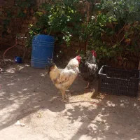 خروس برهما|حیوانات مزرعه|پاکدشت, پاکدشت (مامازند)|دیوار