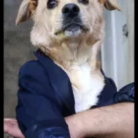 سگ اشپیتس پامریان|سگ|محمدیه-قزوین, |دیوار