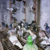 کبوتر مسافتی|پرنده|کلاله, |دیوار