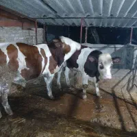 معدن گوساله سیمینتال و هلشتاین