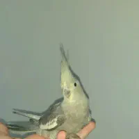 عروس هلندی دو ماهشه معامله با خروس