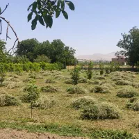 فروش یونجه خالص