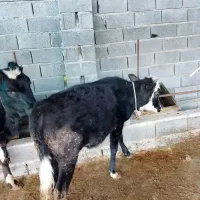 گوساله دورگ جنگلی|حیوانات مزرعه|مرزیکلا, |دیوار