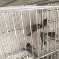 سهره گلبسر و سینه سرخ