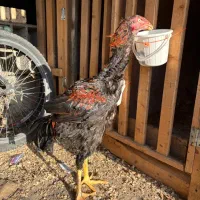 لاری نصل دار|حیوانات مزرعه|رشت, گیل|دیوار