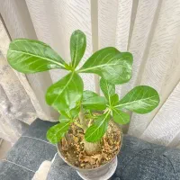 گل خاص گل بنسای ادنیوم