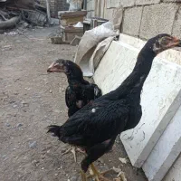 جوجه ی لاری|حیوانات مزرعه|خوی, |دیوار