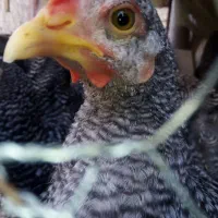 نیمچه خروس ومرغ آمروک اصل