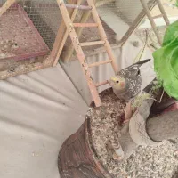 عروس هلندی ماده بالغ