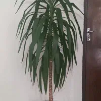 گل یوکا|گل و گیاه طبیعی|شهرکرد, |دیوار