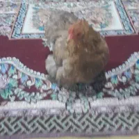 تعدادی کوشین بالغ،جوجه،نیمچه|حیوانات مزرعه|صومعه‌سرا, |دیوار