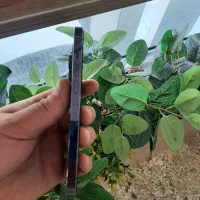 ۱۴ پرو با ریجستری|موبایل|تهران, گلستان (شهرک راه آهن)|دیوار