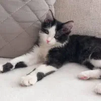 گربه خانگی تربیت شده/واکسینه/بسیار تمیز|گربه|ارومیه, |دیوار