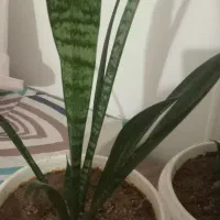 گل فروشی|گل و گیاه طبیعی|دورود, |دیوار