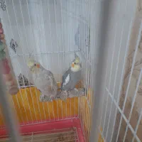 پرنده|پرنده|قوچان, |دیوار